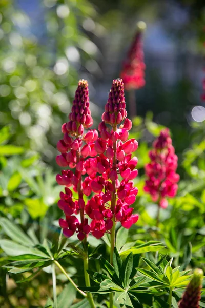 Rode Lupine Bloeit Zomer Zon — Stockfoto