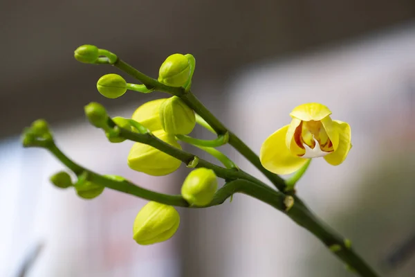 黄色兰花开花的枝条 — 图库照片