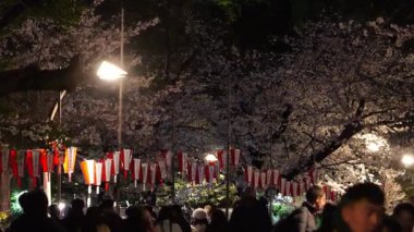 Ueno Onshi Park Gecesi Kiraz Çiçekleri, Japonya Tokyo 2025