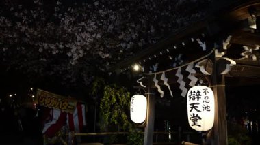 Ueno Shinobazu Gölet Gecesi Kiraz Çiçeği, Japonya Tokyo 2025