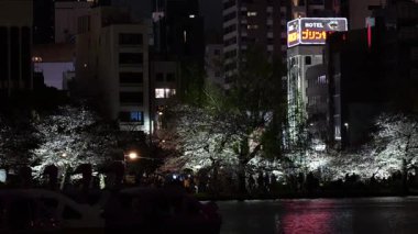 Ueno Shinobazu Gölet Gecesi Kiraz Çiçeği, Japonya Tokyo 2025