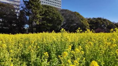 Kanola çiçek tarlası, Japonya Tokyo 2025