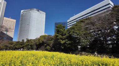 Kanola çiçek tarlası, Japonya Tokyo 2025