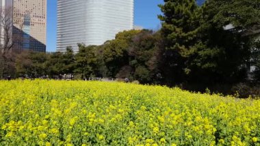 Kanola çiçek tarlası, Japonya Tokyo 2025