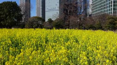 Kanola çiçek tarlası, Japonya Tokyo 2025
