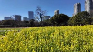 Kanola çiçek tarlası, Japonya Tokyo 2025