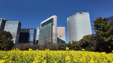 Kanola çiçek tarlası, Japonya Tokyo 2025