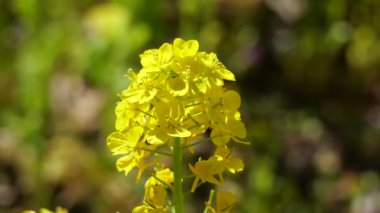 Kanola çiçek tarlası, Japonya Tokyo 2025
