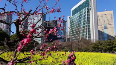 Kanola çiçek tarlası, Japonya Tokyo 2025