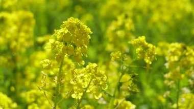 Kanola çiçek tarlası, Japonya Tokyo 2025