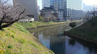 Chidorigafuchi, Japonya Tokyo Ocak 2025