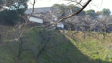 Chidorigafuchi, Japonya Tokyo Ocak 2025