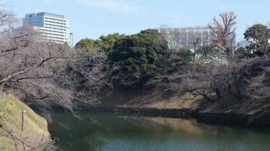 Chidorigafuchi, Japonya Tokyo Ocak 2025