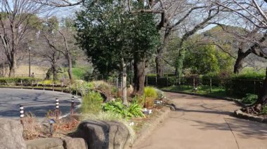 Chidorigafuchi, Japonya Tokyo Ocak 2025