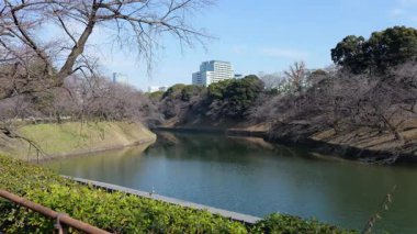 Chidorigafuchi, Japonya Tokyo Ocak 2025