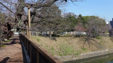 Chidorigafuchi, Japonya Tokyo Ocak 2025