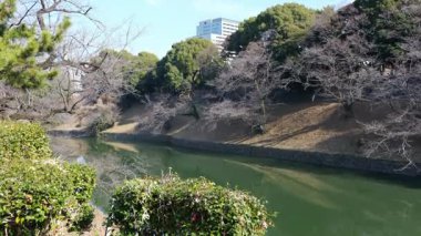 Chidorigafuchi, Japonya Tokyo Ocak 2025