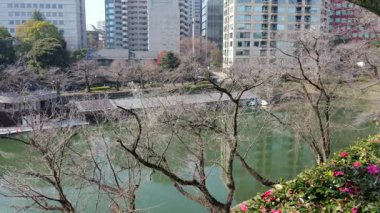 Chidorigafuchi, Japonya Tokyo Ocak 2025