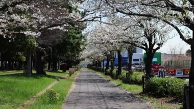Akatsuki Wharf Park, Japonya Tokyo Nisan 2025