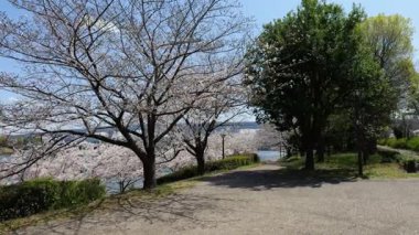 Kiraz çiçekleri Odaiba su karesi Parkı, Japonya Tokyo 2025
