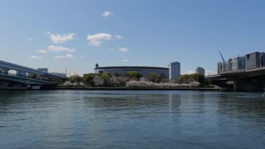 Kiraz çiçekleri Odaiba su karesi Parkı, Japonya Tokyo 2025
