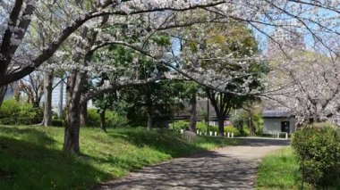 Kiraz çiçekleri Odaiba su karesi Parkı, Japonya Tokyo 2025