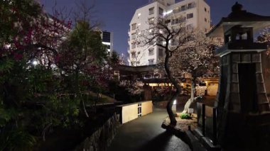 Yushima Tenmangu, Japon Gece Manzarası 2025