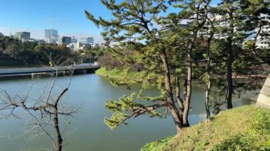 Tokyo Kitanomaru Parkı Kasım 2024