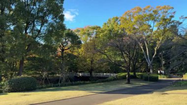 Tokyo Kitanomaru Parkı Kasım 2024