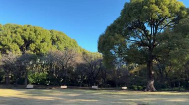 Tokyo Kitanomaru Parkı Kasım 2024