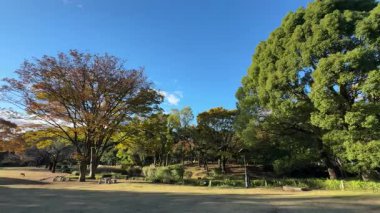 Tokyo Kitanomaru Parkı Kasım 2024