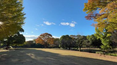 Tokyo Kitanomaru Parkı Kasım 2024