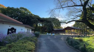 Tokyo Kitanomaru Parkı Kasım 2024