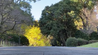 Tokyo Kitanomaru Parkı Kasım 2024