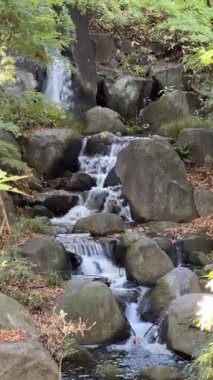 Tokyo Kitanomaru Parkı Kasım 2024