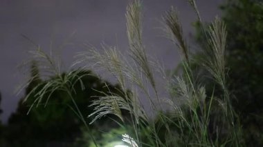 Sarue Onshi Park Gece Manzarası, Japonya Tokyo 2025