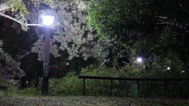 Sarue Onshi Park Gece Manzarası, Japonya Tokyo 2025