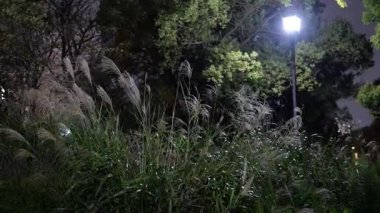 Sarue Onshi Park Gece Manzarası, Japonya Tokyo 2025