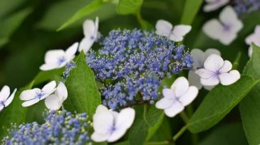 Ortanca çiçeği, Japonya Tokyo 2025