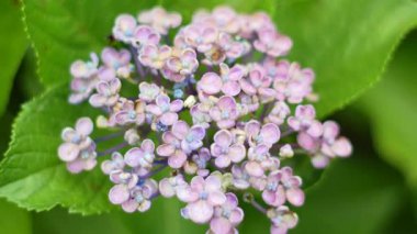 Ortanca çiçeği, Japonya Tokyo 2025