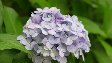 Ortanca çiçeği, Japonya Tokyo 2025