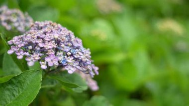 Ortanca çiçeği, Japonya Tokyo 2025