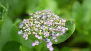 Ortanca çiçeği, Japonya Tokyo 2025