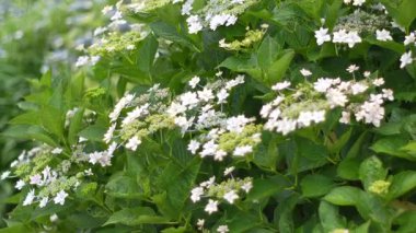 Ortanca çiçeği, Japonya Tokyo 2025