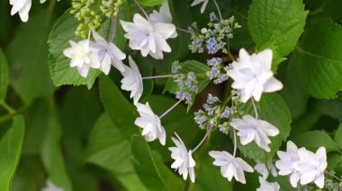 Ortanca çiçeği, Japonya Tokyo 2025