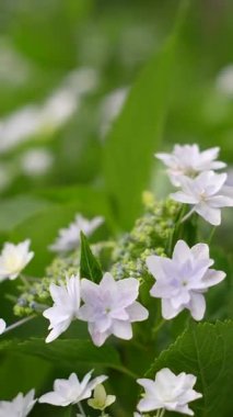 Ortanca çiçeği, Japonya Tokyo 2025