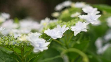 Ortanca çiçeği, Japonya Tokyo 2025