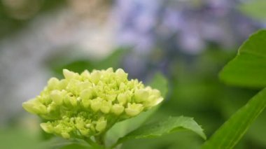 Ortanca çiçeği, Japonya Tokyo 2025