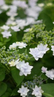 Ortanca çiçeği, Japonya Tokyo 2025