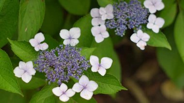 Ortanca çiçeği, Japonya Tokyo 2025